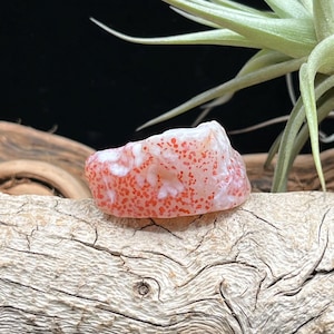 Alxa Gobi Desert Durchscheinender Moos-Lese-Weiß-Gebänderter Achat mit leuchtend roten, weißen Flecken - Ideal für DIY oder dekorative Displays