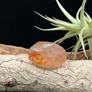 Alxa Gobi Achat - Seltener & natürlicher Gobi Wüstenachat mit durchscheinendem Gobi Auge aus der Inneren Mongolei mit kräftigem Orange im Inneren