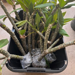 Medium Prepared Plumeria Plant Cuttings Ready for Planting