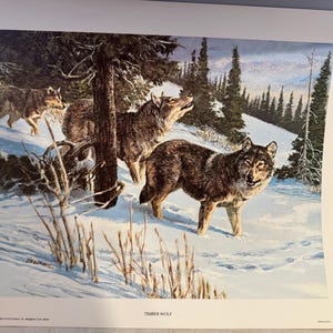 Op de afbeelding: Een prent van timberwolven in een besneeuwd bos. Verschillende wolven zijn te zien, tegen een achtergrond van groenblijvende bomen en een lichtblauwe lucht. Het kunstwerk toont een winterlandschap.