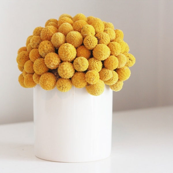 craspedia cluster in white  |  modern dried flower arrangement, billy button, billy ball design