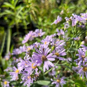 May include: Close-up of a cluster of light purple aster flowers with yellow centers. The petals are thin and numerous, radiating outwards. Green foliage provides a blurred background, creating a natural, floral theme.