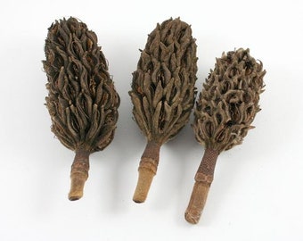 Magnolia Pods Etsy
