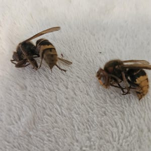 May include: Two dead hornets on a white, textured surface. The hornets have brown and black striped abdomens, with visible wings and legs. The insects are lying still, with their bodies positioned in different directions.