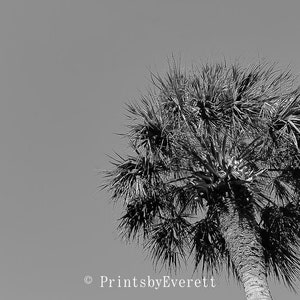 Palm Tree, Digital Download, Black and White Photo, House Decor, Printable Photo