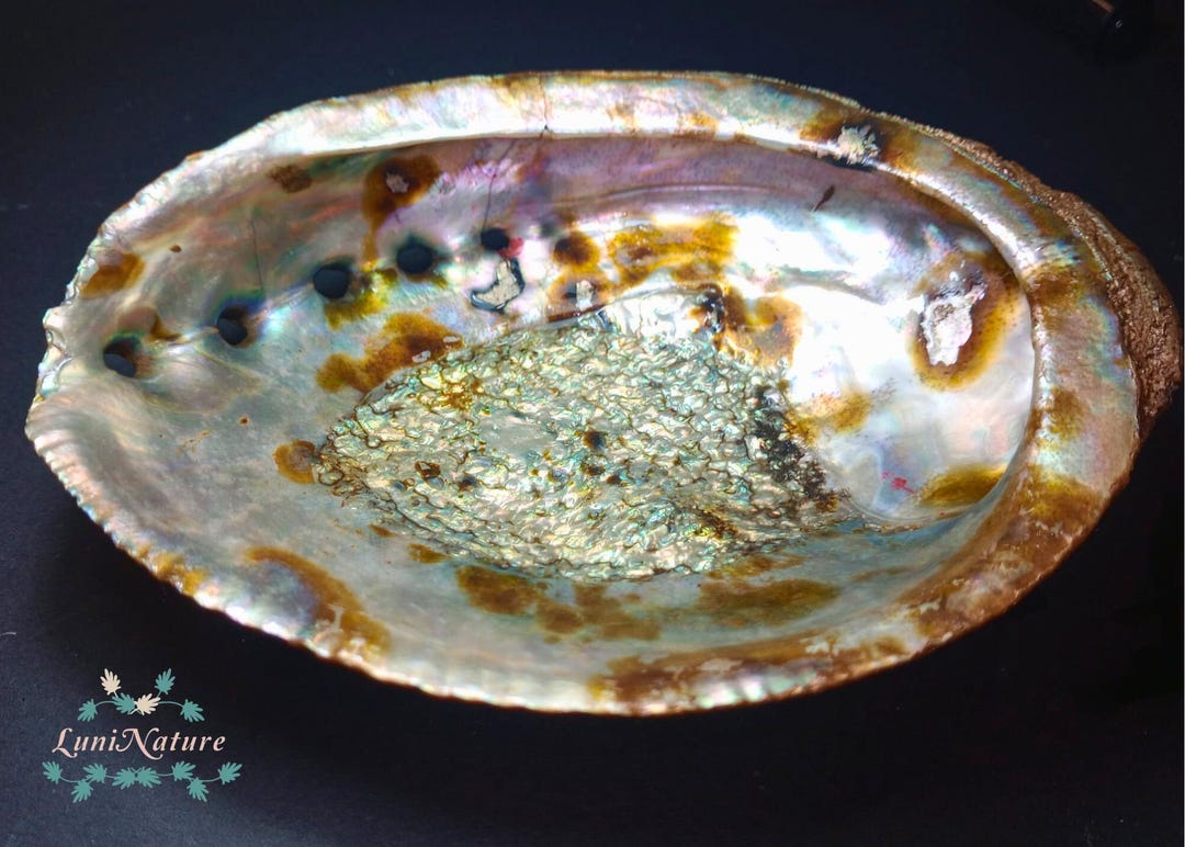 Large Abalone Shell, Beautiful Abalone Shell, Stunning Color Pattern ...