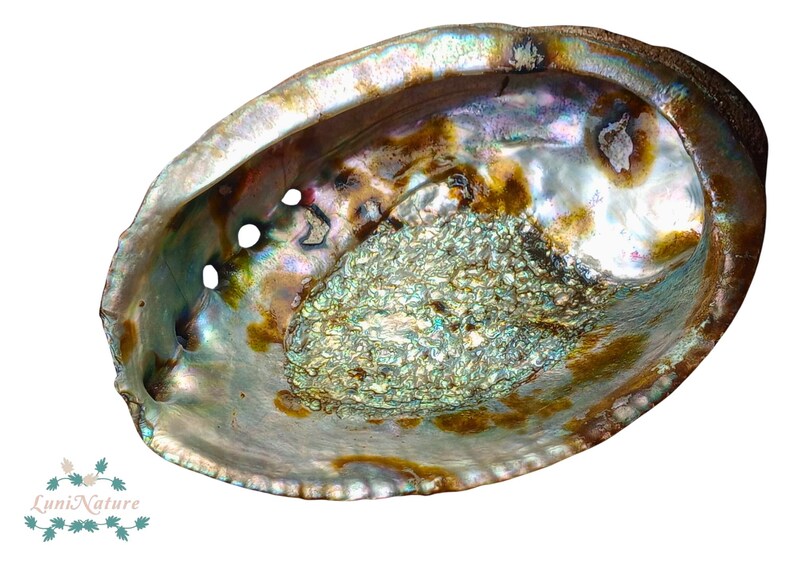 Large Abalone Shell, Beautiful Abalone Shell, Stunning Color Pattern ...