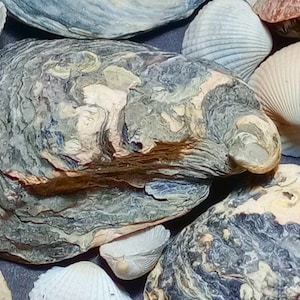 Może przedstawiać: Kolekcja różnych muszli, w tym duża, szara muszla ostrygi o fakturowanej powierzchni, mniejsza biała muszla o gładkiej powierzchni i jasnoniebieska muszla o żebrowanej powierzchni.