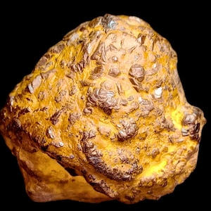 Peut inclure: Gros plan sur une roche jaune doré de forme irrégulière avec une surface texturée. La roche présente une texture rugueuse et bosselée avec des zones de teintes brun foncé et bronze, sur fond noir.
