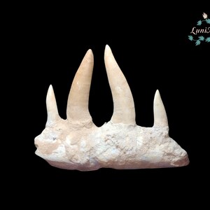 モロッコ産 エンコドゥスの椎骨化石