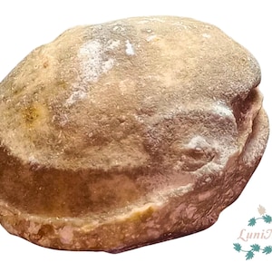 May include: A close-up of a large, round, light brown fossilized seed. The seed has a rough, textured surface and a slightly indented centre.