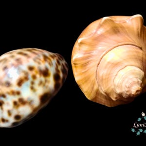 Puede incluir: Dos conchas marinas sobre un fondo negro. Una concha es de color marrón claro con manchas marrones, la otra es una concha de caracola de color marrón claro. Las conchas son naturales y tienen una textura suave y brillante. La imagen está bien iluminada.