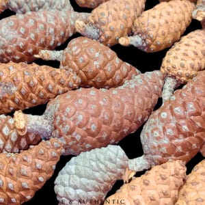 Puede incluir: Primer plano de un grupo de piñas marrones con una superficie texturizada. Las piñas están dispuestas en un patrón aleatorio y algunas se superponen.