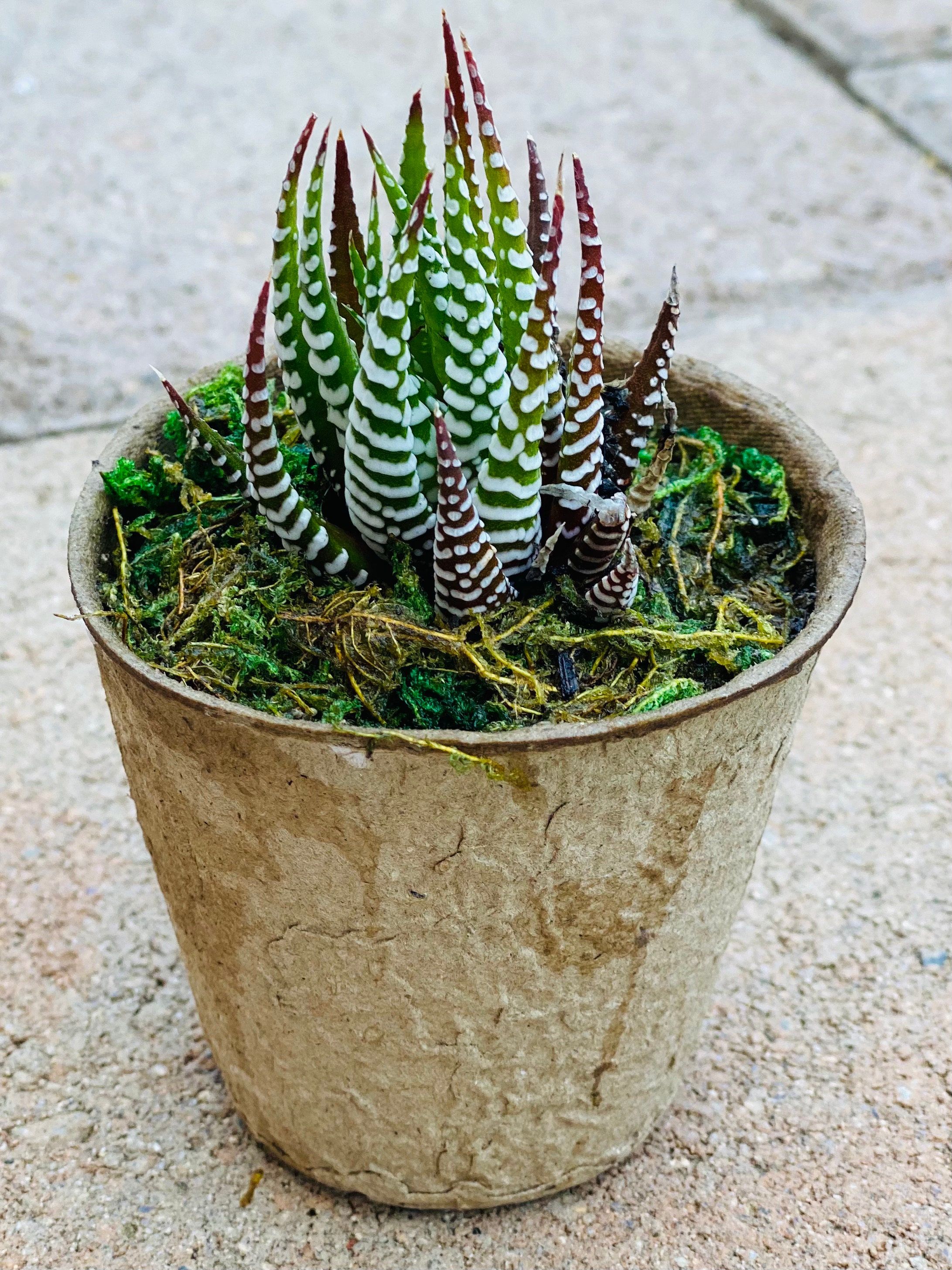 2 Zebra Haworthia Fasciata Live PlantZebra | Etsy