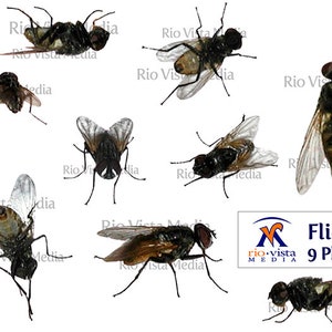 Puede incluir: Nueve fotos de primer plano de moscas, mostrando sus alas, patas y cuerpos en detalle. Las moscas son de diferentes tamaños y colores, y algunas están en vuelo mientras que otras están en reposo.