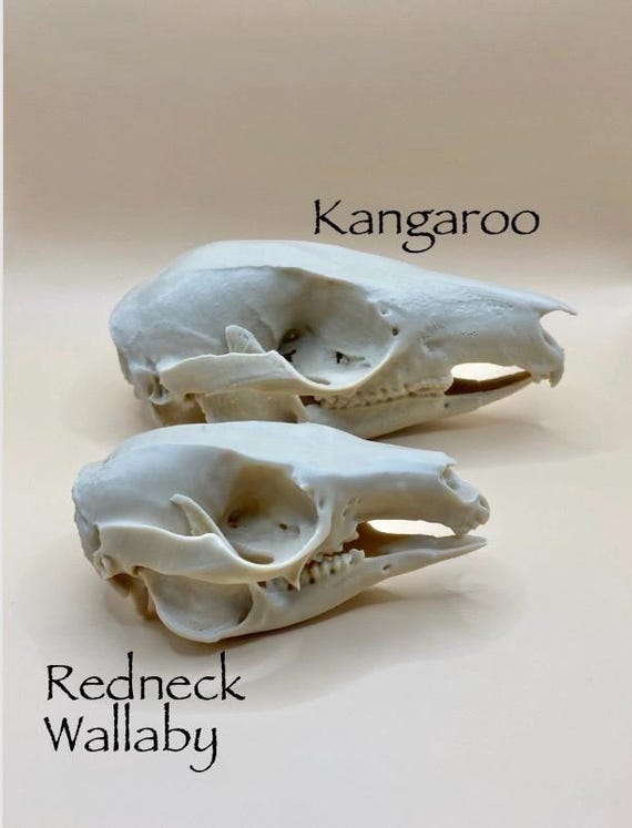 Wallaby Skull Replica: 5