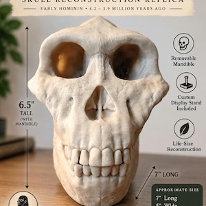 May include: An off-white Australopithecus anamensis skull reconstruction replica. Text includes: Australopithecus anamensis SKULL RECONSTRUCTION REPLICA, EARLY HOMININ, 4.2-3.9 MILLION YEARS AGO, Removable Mandible, Custom Display Stand Included, Life-Size Reconstruction, 6.5" TALL, 7" LONG, 5" WIDE, LUCY 3D MATRIX, SKULLS FOR A BRIGHTER, MORE CURIOUS WORLD.