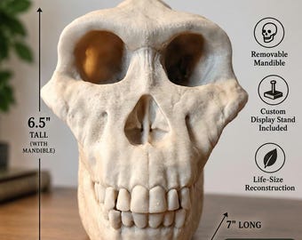 Australopithecus anamensis Skull Reconstruction Replica | Life Size Hominin Skull | Human Evolution Anthropology Model