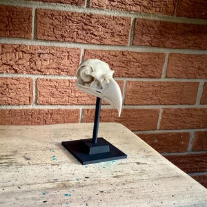 May include: A cream-colored bird skull specimen mounted on a black vertical rod attached to a square black base. The skull features a curved beak, visible eye sockets, and intricate bone structures, presented as a static display piece.