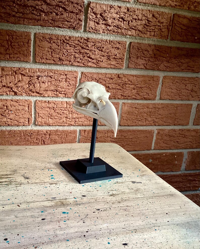 May include: A cream-colored bird skull specimen mounted on a black vertical rod attached to a square black base. The skull features a curved beak, visible eye sockets, and intricate bone structures, presented as a static display piece.