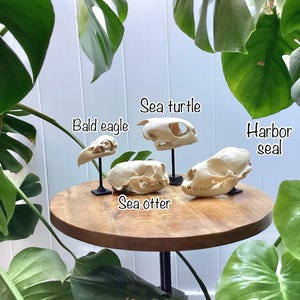 May include: Four off-white animal skulls displayed on black stands. The skulls are labeled as Bald eagle, Sea turtle, Sea otter, and Harbor seal. These specimens are arranged on a round wooden table surrounded by large green monstera leaves.