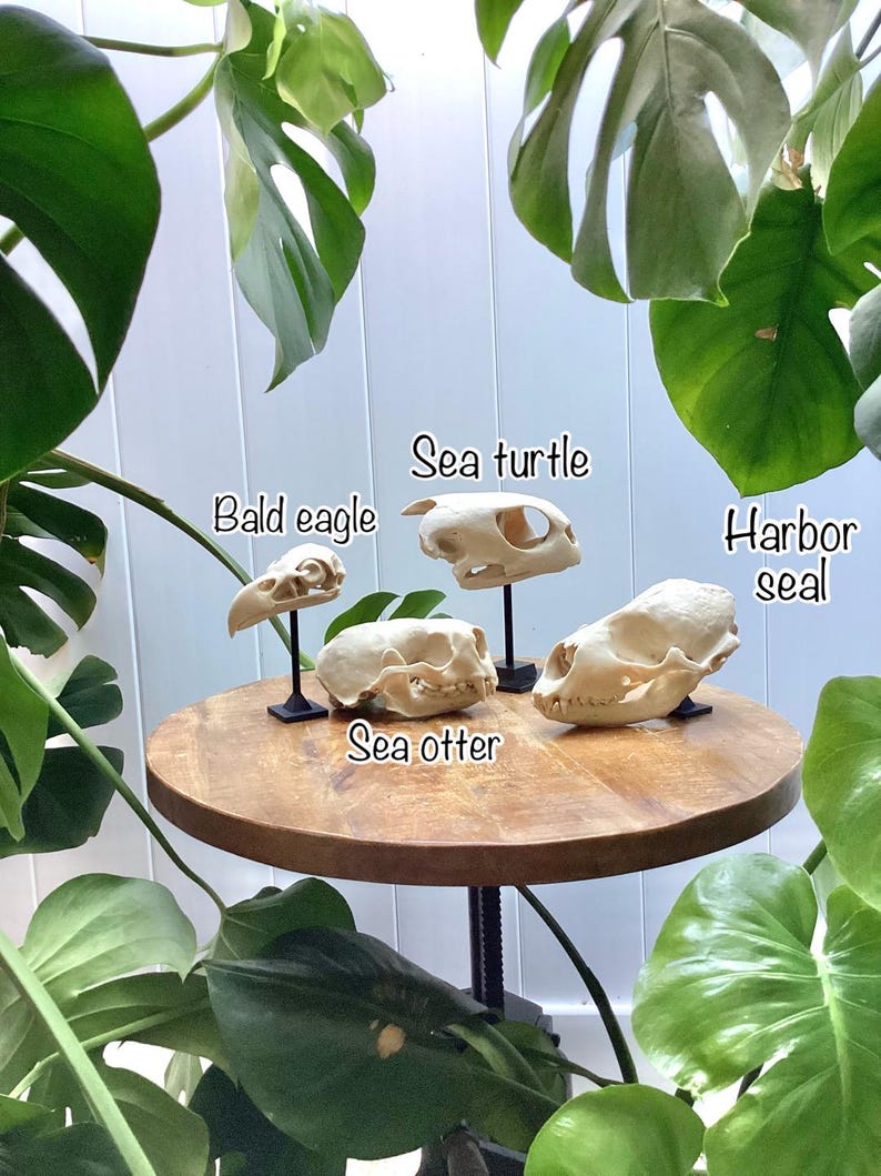 May include: Four off-white animal skulls displayed on black stands. The skulls are labeled as Bald eagle, Sea turtle, Sea otter, and Harbor seal. These specimens are arranged on a round wooden table surrounded by large green monstera leaves.