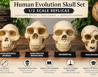 May include: A set of four 1/2 scale human evolution skull replicas labeled Australopithecus afarensis, Homo erectus, Neanderthal, and Homo floresiensis. The text reads Human Evolution Skull Set, 1/2 Scale Replicas, Four Iconic Species, Real Science, Hands-on Learning.