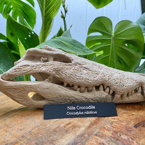 Nile Crocodile Skull Replica – Museum-Quality Croc Skull, Two-Part Cranium & Jaw, Realistic Reptile Skeleton Decor, Perfect for Collectors