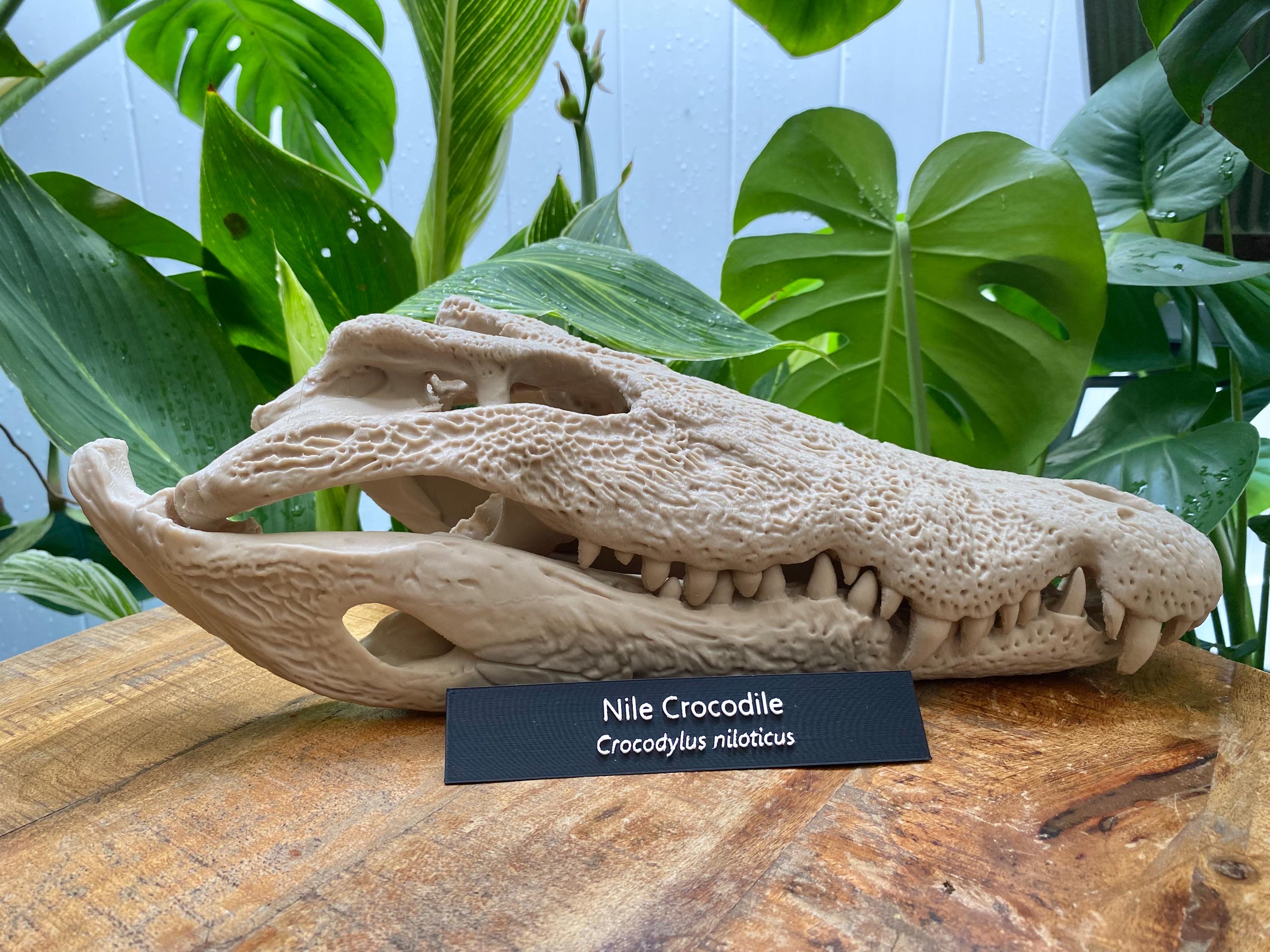 Nile Crocodile Skull Replica: Museum-quality Bone Decor, 3d