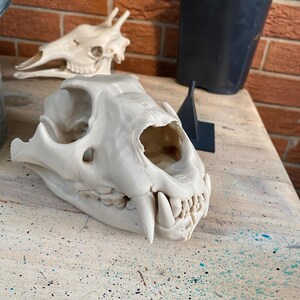 May include: A cream-colored 3D printed replica of a large feline skull featuring prominent upper canine teeth, a rounded cranium, and visible layered texture from the printing process, positioned in the foreground of the frame.