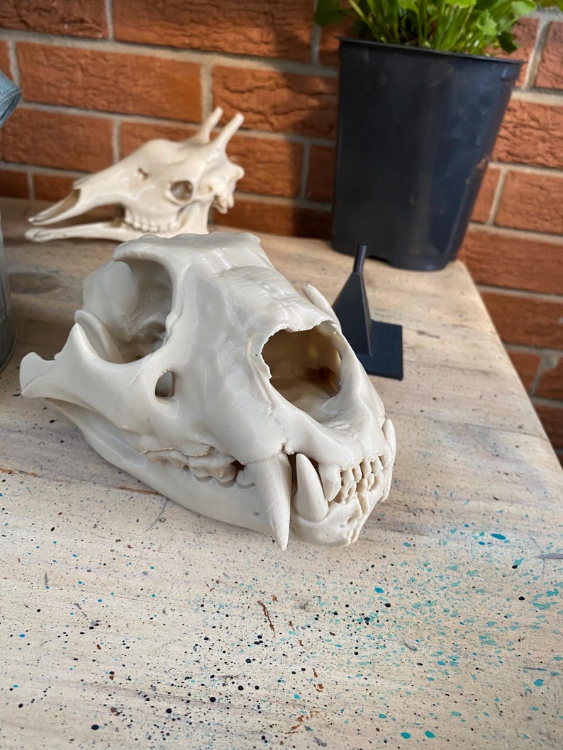 May include: A cream-colored 3D printed replica of a large feline skull featuring prominent upper canine teeth, a rounded cranium, and visible layered texture from the printing process, positioned in the foreground of the frame.
