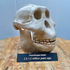 May include: A beige Paranthropus boisei skull replica, with visible teeth and eye sockets, sits on a wooden surface. A black sign below reads "Paranthropus boisei 2.3-1.2 million years ago."