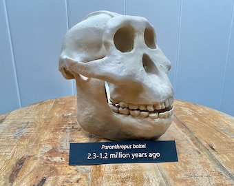 Paranthropus boisei Skull Replica: Human Evolution Fossil Model with Kickstand, 3d printed Educational Model