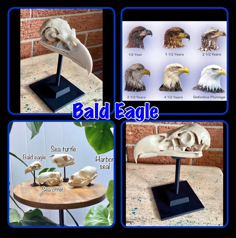 May include: A white bald eagle skull replica mounted on a black stand, accompanied by an educational chart showing eagle plumage development from 1/2 year to definitive plumage, and a display of bald eagle, sea turtle, sea otter, and harbor seal skulls.