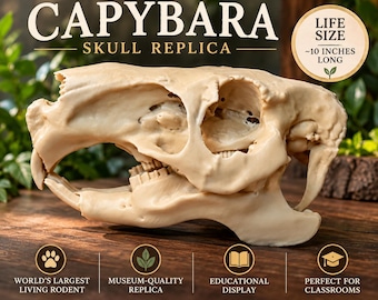 May include: A beige capybara skull replica with prominent incisors and detailed bone structure. The text reads CAPYBARA SKULL REPLICA, LIFE SIZE ~10 INCHES LONG, WORLD'S LARGEST LIVING RODENT, MUSEUM-QUALITY REPLICA, EDUCATIONAL DISPLAY, PERFECT FOR CLASSROOMS.