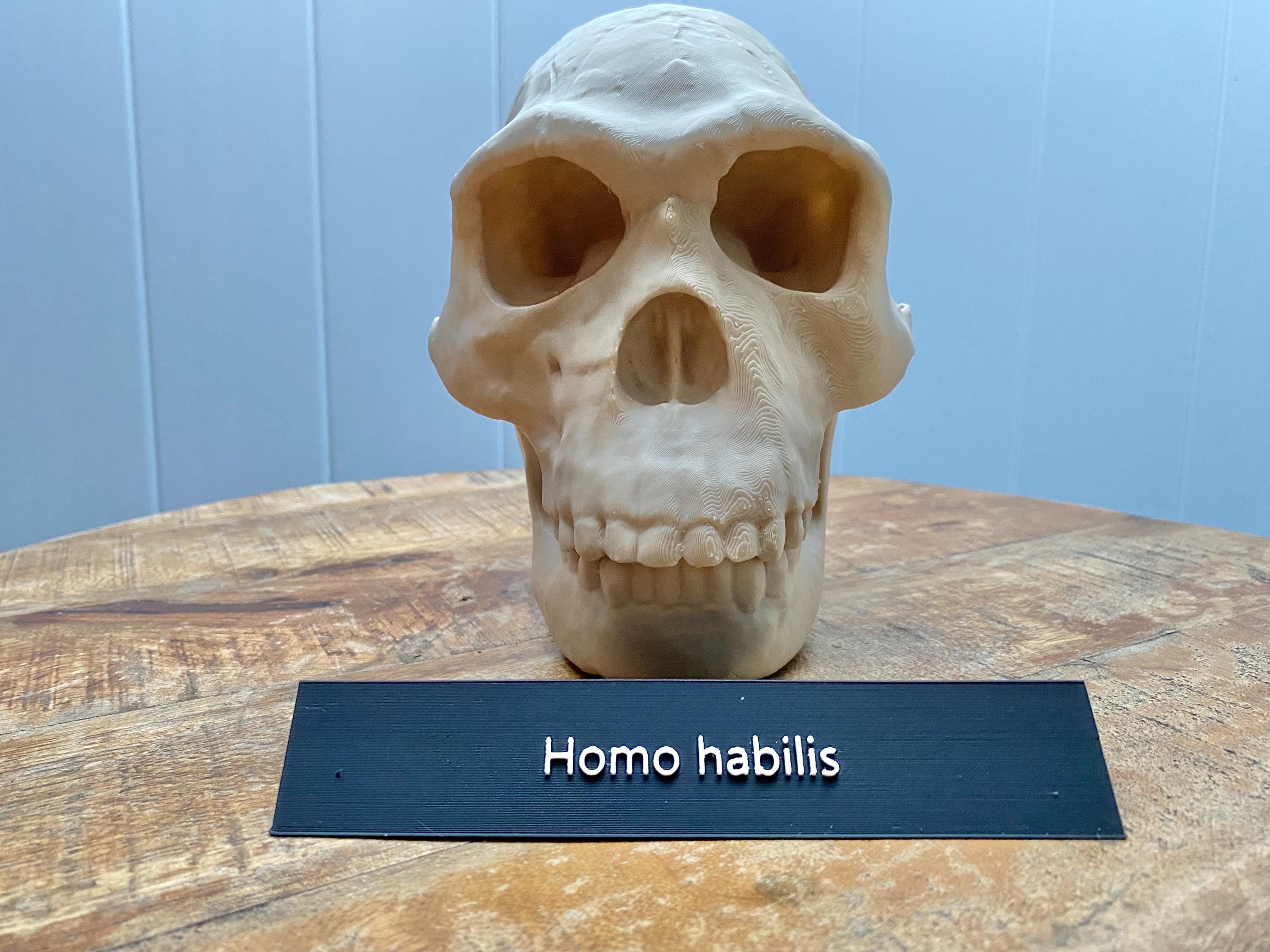 ホモ・ハビリス頭蓋骨レプリカ：フルサイズ化石、古人類学展示用3D