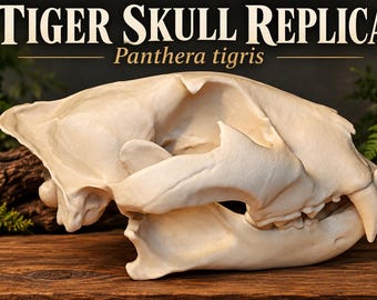 May include: A cream-colored tiger skull replica featuring the text TIGER SKULL REPLICA and Panthera tigris. The skull is shown in profile, displaying the jaw structure, sharp canine teeth, and bone texture of the cranium and mandible.