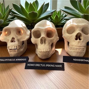Human Evolution Skull Set: Lucy, Homo Erectus, Neanderthal - Life-Size Replicas, 3d printed Educational Model