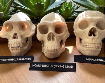 Human Evolution Skull Set: Lucy, Homo Erectus, Neanderthal - Life-Size Replicas, 3d printed Educational Model