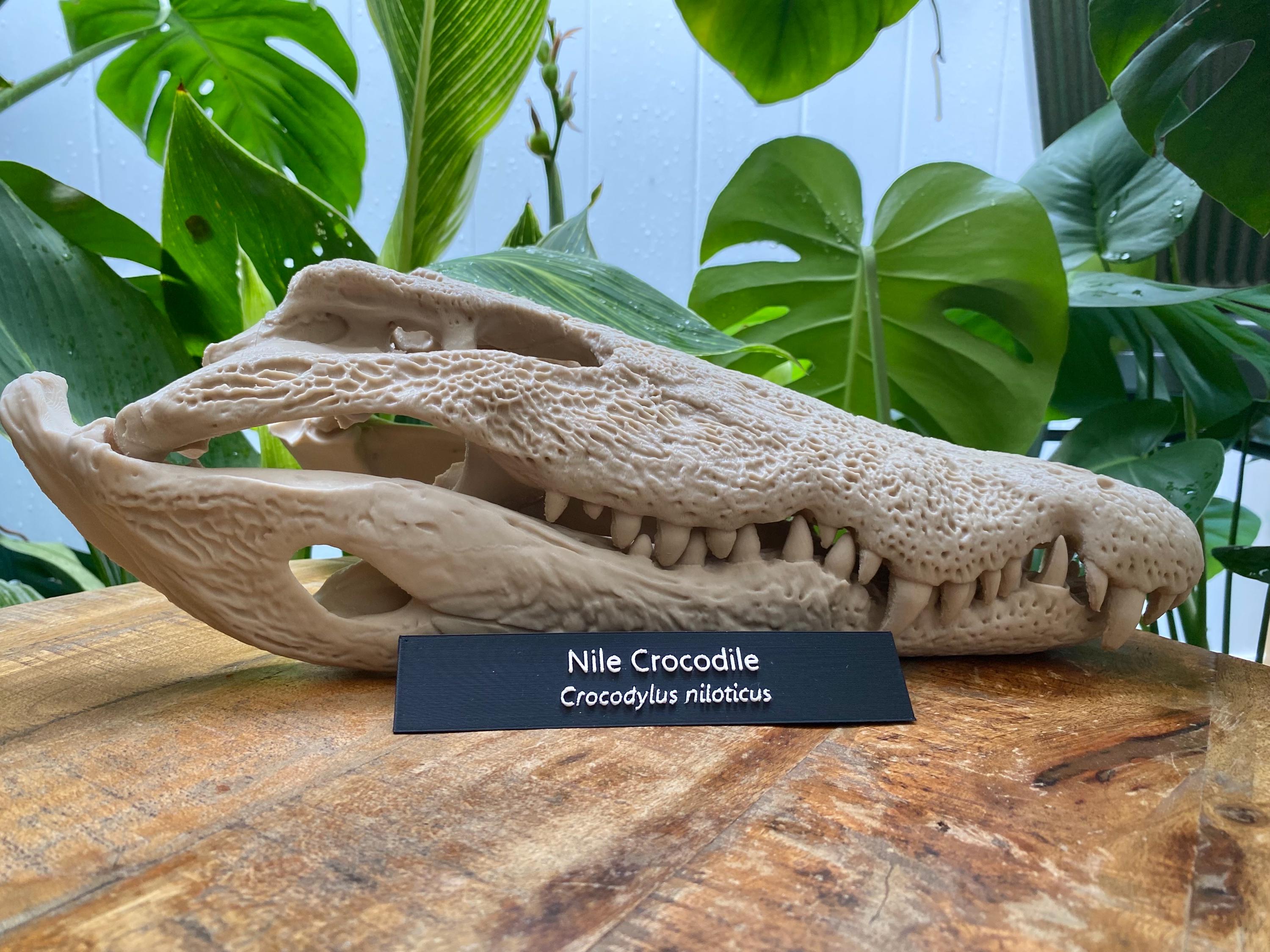 Nile Crocodile Skull Replica: Museum-quality Bone Decor, 3d