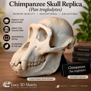 May include: A beige chimpanzee skull replica, Pan troglodytes, featuring detailed bone structure, teeth, and eye sockets. The skull is mounted on a black display stand and includes a black nameplate with the text Chimpanzee Pan troglodytes.