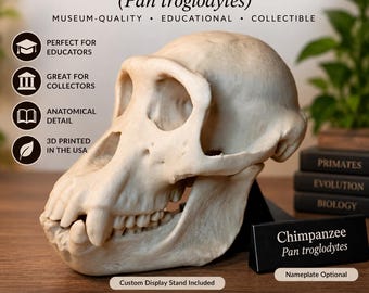 Chimpanzee Skull Replica – Pan troglodytes | Life-Size Primate Skull Replica | Display Stand Included | Educational & Museum Display