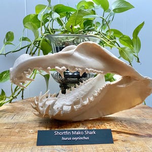 3D Printed Mako Shark Jaws Replica: Anatomically Accurate Marine Biology Model