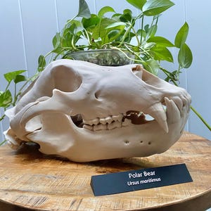 Polar Bear Skull Replica (Ursus maritimus) – Massive 17” Life size bear Model | Arctic Apex Predator • STEM Education • Natural History