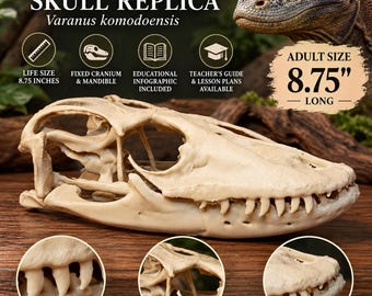 May include: A beige Komodo dragon skull replica with a natural bone finish, featuring realistic dentition and detailed anatomy. The skull is 8.75 inches long. Text includes Komodo Dragon Skull Replica, Varanus komodoensis, and Adult Size.