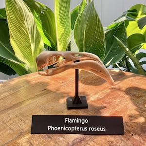 Flamingo Skull Replica – Detailed Bird Skull with Unique Display Base, Perfect for Collectors & Bird Enthusiasts Phoenicopterus roseus