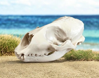 カリフォルニアアシカ（メス）の頭蓋骨レプリカ（博物館品質） - Etsy 日本