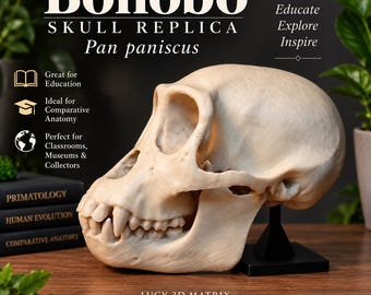 Bonobo Skull Replica | Pan paniscus | Primate Skull Model | Anthropology, Primatology & Comparative Anatomy