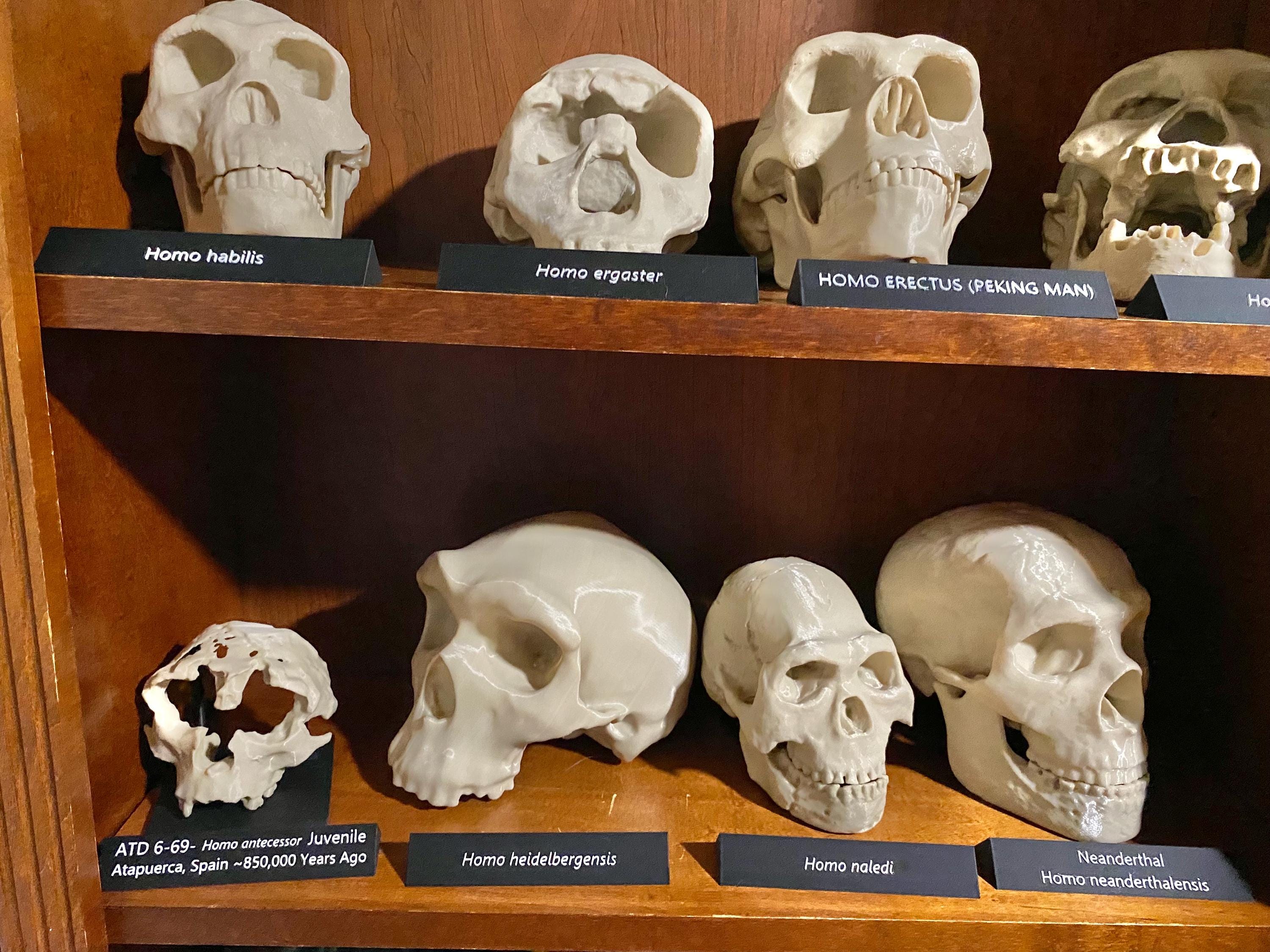 ホモ・ハビリス頭蓋骨レプリカ：フルサイズ化石、古人類学展示用3D