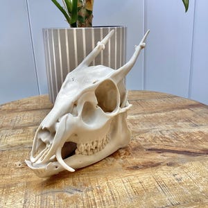 Muntjac Skull Replica with Antlers | Bone or Color-Shift Finish | Optional Nameplate | Deer Skull for Display or Teaching, full-size